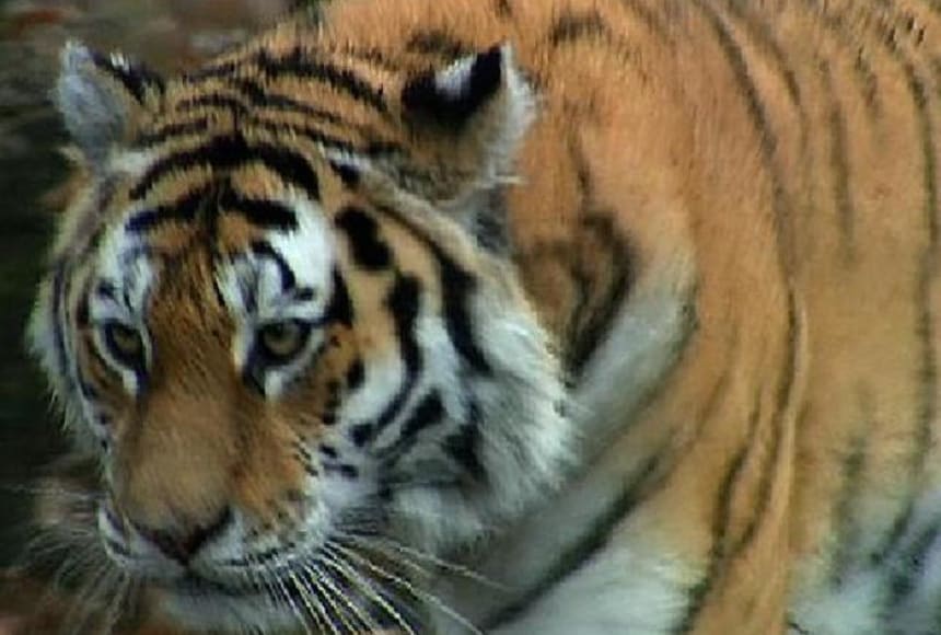 Siberian tiger speed deals